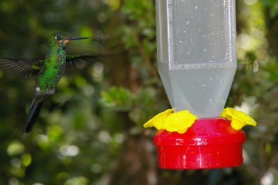 Humming Bird at Feeder, Monteverde, Costa Rica