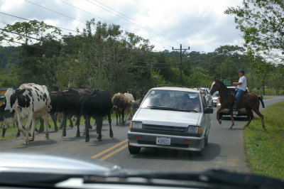 Cows on Road, La Fortuna