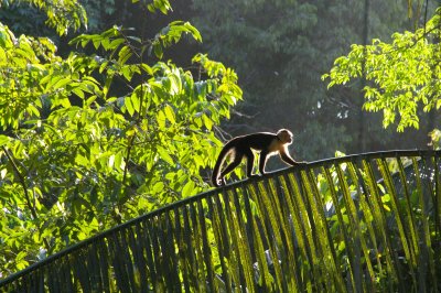 6AM Backlit White-Faced Capuchin Monkey Traversing Palm Frond