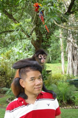 Osa Wildlife Sanctuary Spider Monkey
