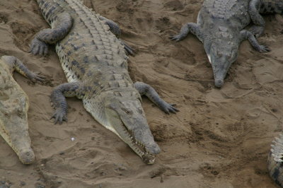 Three Crocodiles