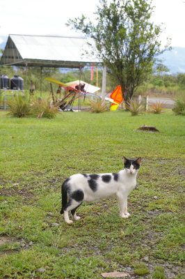 Black and White Cat at Quepos Airport