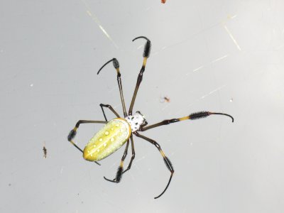 Some kind of Spider Arachnid