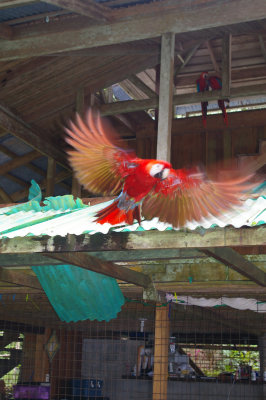 Scarlet Macaw Taking Off at The Osa Wildlife Sanctuary