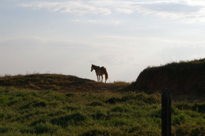 Horse on Hill