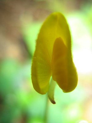 Yellow Flower Bud