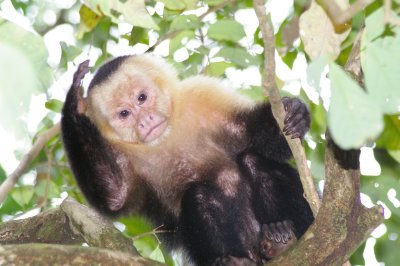 Capuchin White Faced Monkey Philosophizing