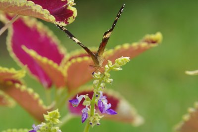 Butterfly on Coleus