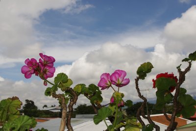 Geraniums and Clouds
