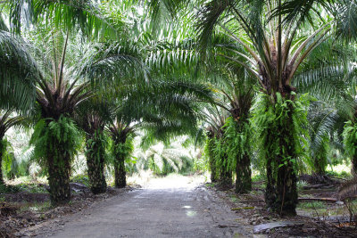 Palm Oil Farm
