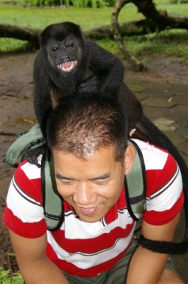 The Osa Wildlife Sanctuary - little Howler Monkey