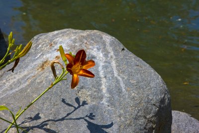Lilly On Rock.