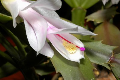 Holiday Cactus