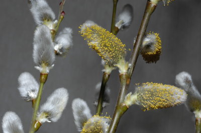 Pussy Willow