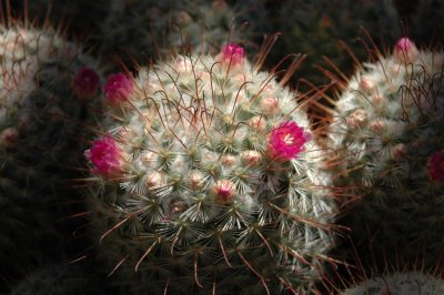 DSC_7653 _Desert Botanical Garden