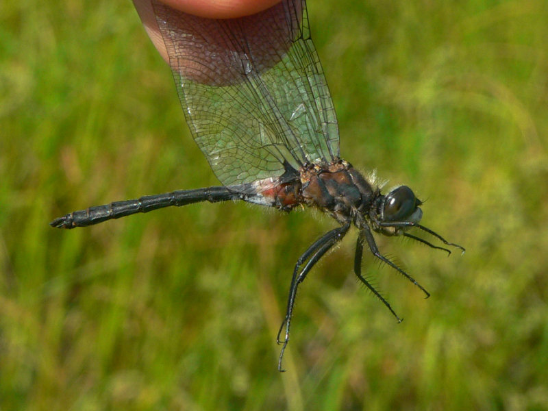 Belted Whiteface - <i>Leucorrhinia proxima</i>