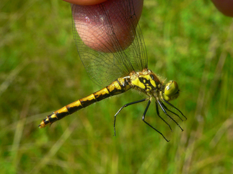 Black Meadowhawk - <i>Sympetrum danae</i>