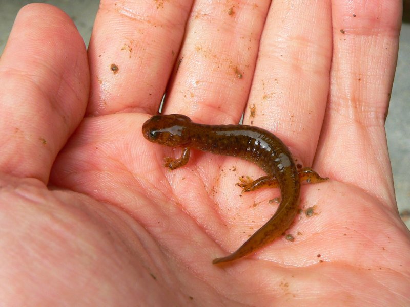 Olympic Torrent Salamander - <i>Rhyacotriton olympicus</i>