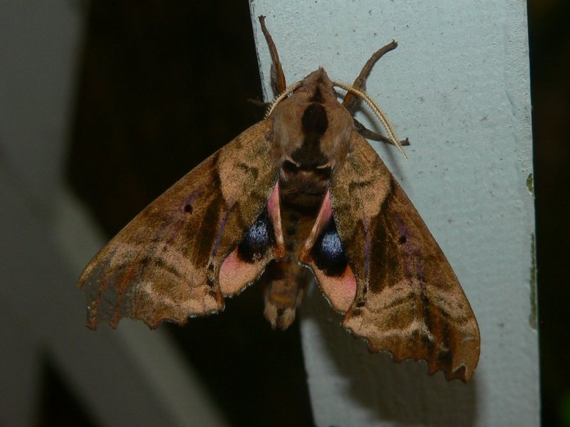 Blinded Sphinx - <i>Paonias excaecatus</i>