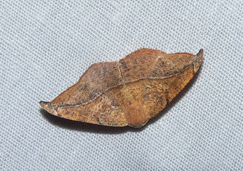 Juniper-twig Geometer - <i>Patalene olyzonaria</i>