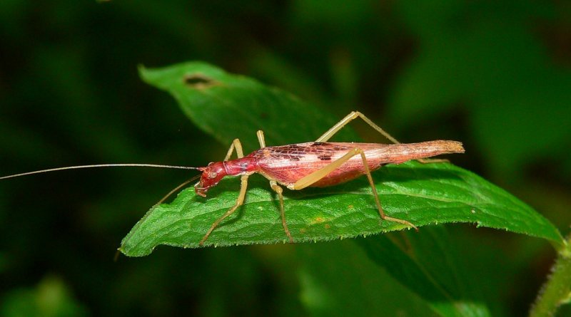 Two-spotted Tree Cricket - <i>Neoxabea bipunctata</i>