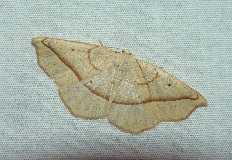 Confused Eusarca - <i>Eusarca confusaria</i>
