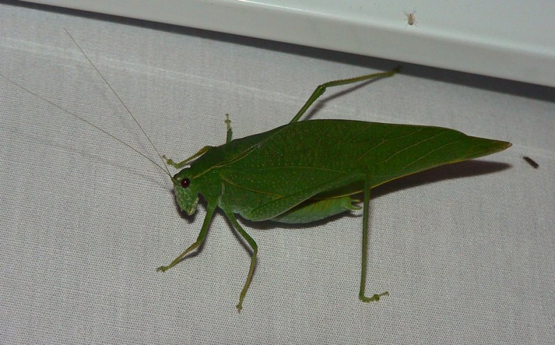 Greater Angle-wing Katydid - <i>Microcentrum rhombifolium</i>