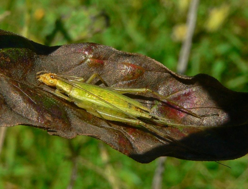 Tree Cricket - <i>Oecanthus</i>