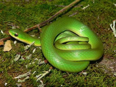 Smooth Green Snake - Liochlorophis vernalis