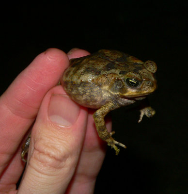Marine Toad - <i>Chaunus marinus</i>