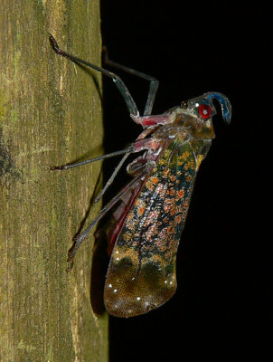Fulgorid Bug - Enchophora sp.