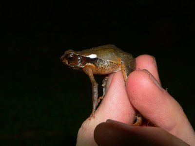 Litter Toad - Rhaebo haematiticus
