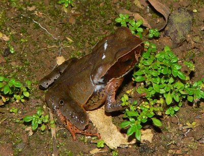 Litter Toad - Rhaebo haematiticus