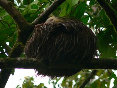 Hoffman's Two-toed Sloth - Choloepus hoffmanni