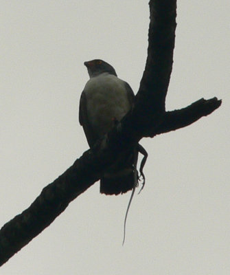 Semiplumbeous Hawk - Leucopternis semiplumbeus