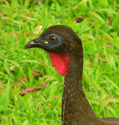 Crested Guan - <i>Penelope purpurascens</i>