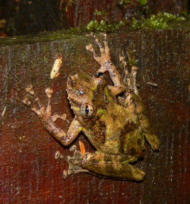 Boulenger's Snouted Treefrog - Scinax boulengeri