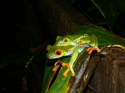 Red-eyed Leaf Frogs - Agalychnis callidryas