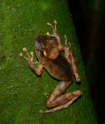 Clay-colored Rainfrog - Pristimantis cerasinus