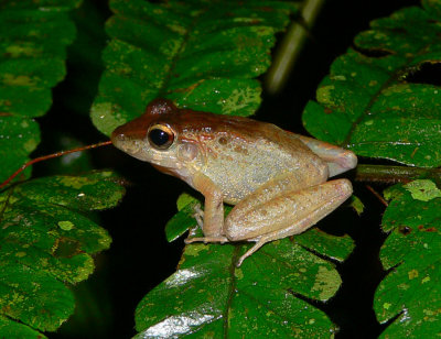 Leptodactylid Frog - Craugastor sp.