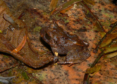 Broad-headed Rainfrog - Craugastor megacephalus