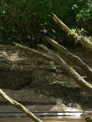 Anhinga - Anhinga anhinga