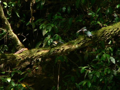 Green Kingfishers - Chloroceryle americana