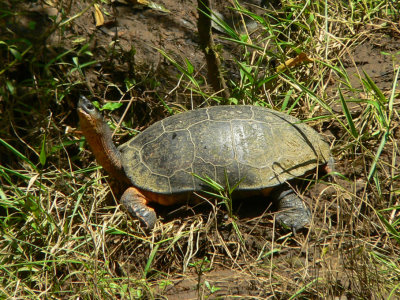 Black River Turtle - Rhinoclemmys funerea