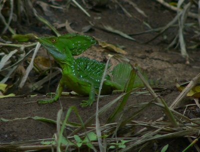 Green Basilisk - <i>Basiliscus plumifrons</i>
