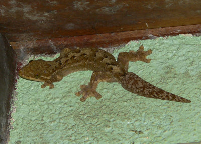 Turnip-tailed Gecko - Thecadactylus rapicauda