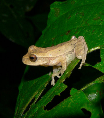 Tawny Treefrog - Smilisca puma