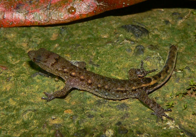 Litter Gecko - Lepidoblepharis xanthostigma