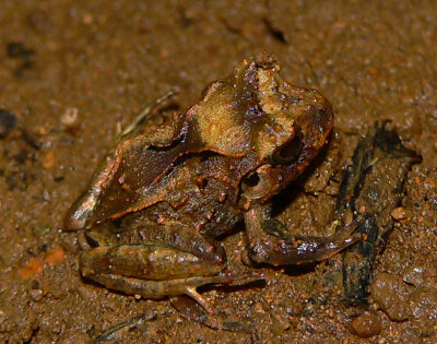 Broad-headed Rainfrog - Craugastor megacephalus
