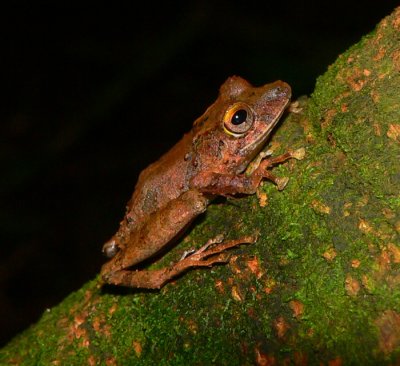 Clay-colored Rainfrog - <i>Pristimantis cerasinus</i>